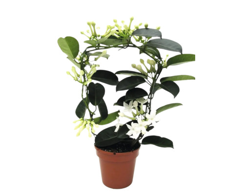Stephanotis floribunda doftranka i kruka med stöd och vita blommor.