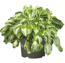 Hosta med grönvita brokiga blad i en mörk odlingskruka med miljömärket Blå ängeln.