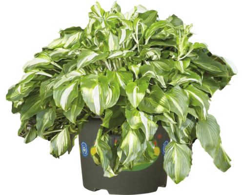Hosta med grönvita brokiga blad i en mörk odlingskruka med miljömärket Blå ängeln.