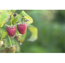 Två mogna hallon på en buske med gröna blad.