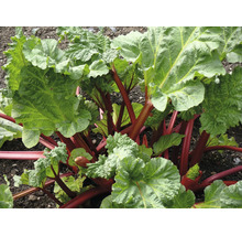 En rabarberplanta med stora gröna blad och kraftiga röda stjälkar som växer direkt i trädgårdsjorden.