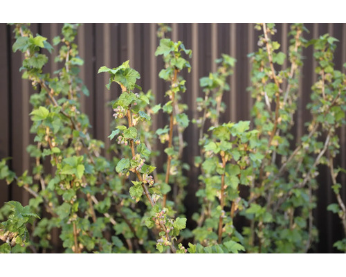 En vinbärsbuske med färska gröna blad och små blomknoppar på våren.