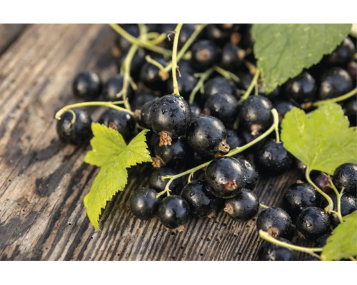 Färska svarta vinbär med gröna blad på en rustik träyta.