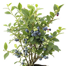 Blåbärsbuske med många mogna bär och gröna blad.