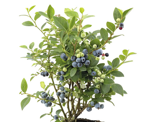 Blåbärsbuske med många mogna bär och gröna blad.