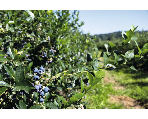 Blåbärsbuske med mogna frukter på en odling under en solig dag.