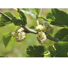 Gren av mullbärsträd med mogna vita frukter och gröna blad.