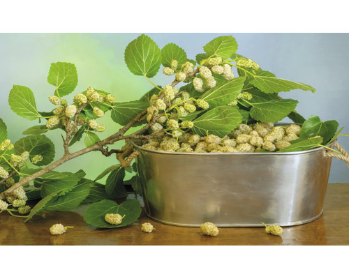 En silverfärgad metallbalja fylld med nyskördade vita mullbär och mullbärsgrenar med blad på ett träbord.