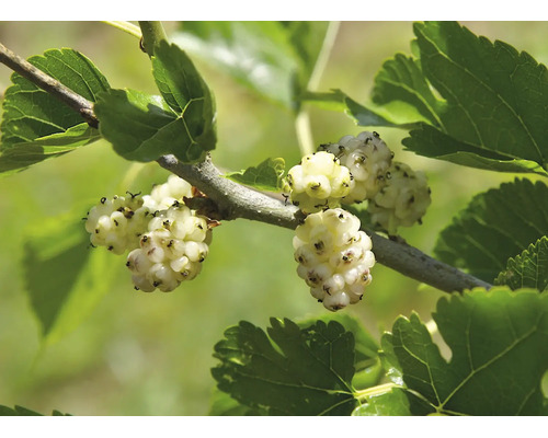 Gren av mullbärsträd med mogna vita frukter och gröna blad.