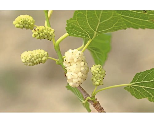 Vita mullbär på en kvist med gröna blad