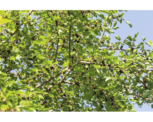 Ett mullbärsträd med många mogna frukter och gröna blad.