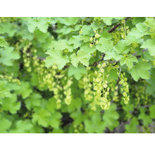 Blommande vinbärsbuske med gröna blad och fina blomklasar i trädgården
