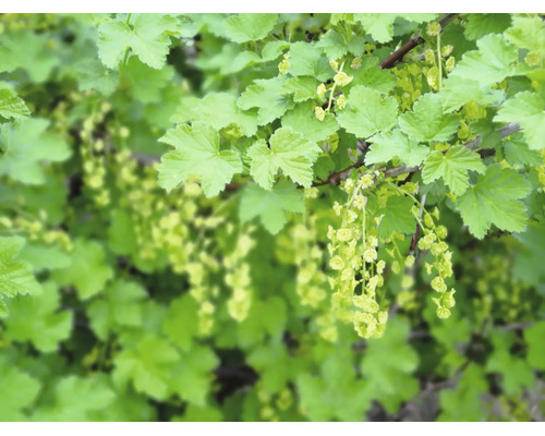 Blommande vinbärsbuske med gröna blad och fina blomklasar i trädgården