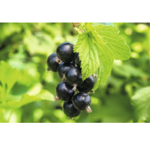 En klase mogna svarta vinbär på en buske med gröna blad.