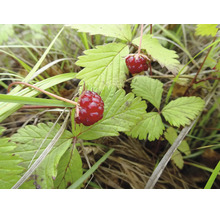 Två mogna skogsbär på en växt med gröna blad på en äng.