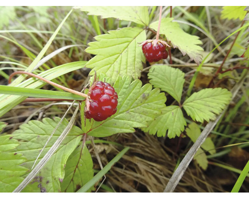 Två mogna skogsbär på en växt med gröna blad på en äng.