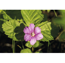 Närbild av en lila blomma med fem kronblad framför gröna blad.