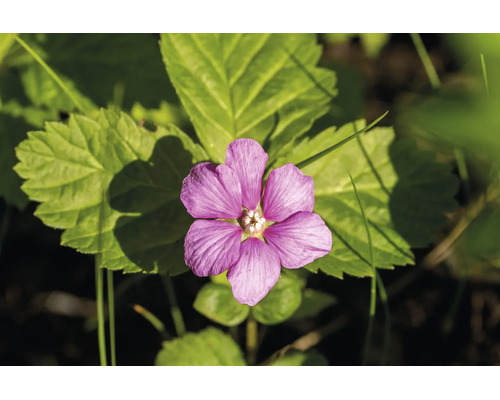 Närbild av en lila blomma med fem kronblad framför gröna blad.