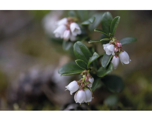 Närbild på ett lingonris med klockformade vita blommor och städsegröna blad.