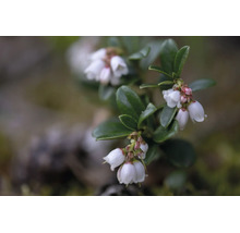 Närbild på ett lingonris med klockformade vita blommor och städsegröna blad.