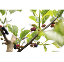 Mullbärsträd med frukter på en gren och gröna blad