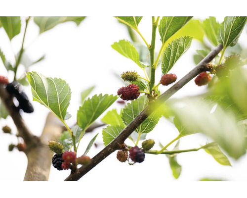 Mullbärsträd med frukter på en gren och gröna blad