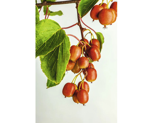En grupp mogna minikiwifrukter hänger på en gren med gröna blad.