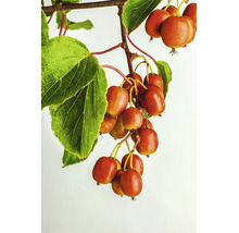 En grupp mogna minikiwifrukter hänger på en gren med gröna blad.
