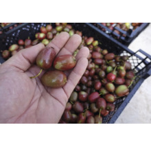 En hand håller tre nyskördade minikiwi över en full plastback med mer frukt för skörd.