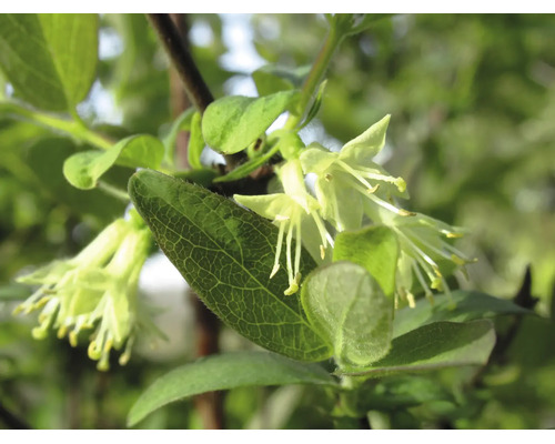 Närbild av ljusa blommor från en getapel med gröna blad på en buske.