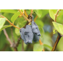 Blå ätbara frukter av honungsbär eller blåbärstry på en gren med gröna blad.