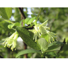 Närbild av ljusa blommor från en getapel med gröna blad på en buske.
