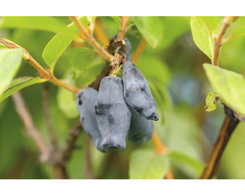 Blå ätbara frukter av honungsbär eller blåbärstry på en gren med gröna blad.