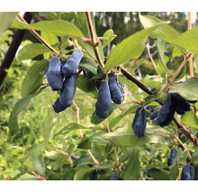 Blåa ätbara bär från try hänger på en gren omgiven av gröna blad.