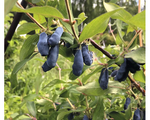 Blåa ätbara bär från try hänger på en gren omgiven av gröna blad.
