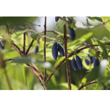 Blå ätbara bär av blåtry på grenar med gröna blad.