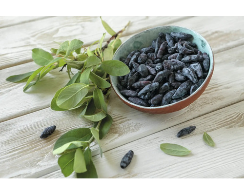 En skål fylld med ätbara blåa honungsbär bredvid en kvist med gröna blad på ett träbord.