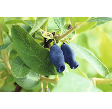 Två mogna bär från ett honungsbär hänger på en gren med gröna blad.