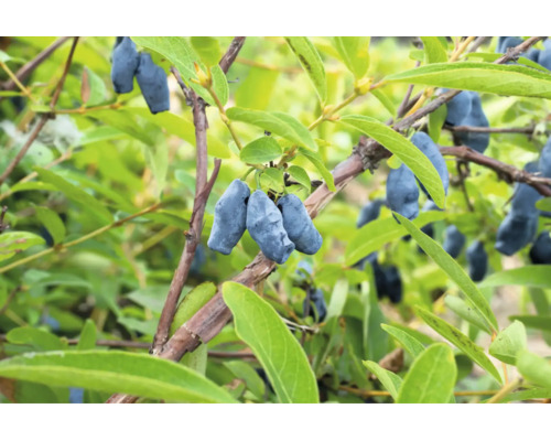 Närbild av ätbart try med många avlånga bär på grenarna bland gröna blad.