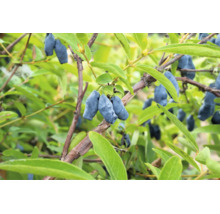Närbild av ätbart try med många avlånga bär på grenarna bland gröna blad.