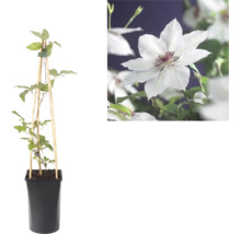 Klematis i kruka med spaljé av trä och närbild på en vit blomma med purpurfärgad mitt.