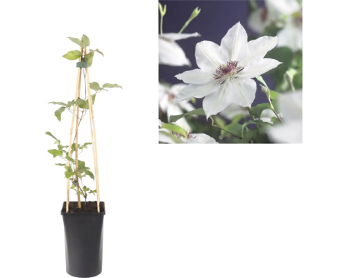 Klematis i kruka med spaljé av trä och närbild på en vit blomma med purpurfärgad mitt.