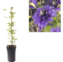 Klematis klätterväxt i en svart kruka med spaljé av trä och en närbild på dess violetta dubbla blomma.