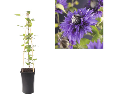 Klematis klätterväxt i en svart kruka med spaljé av trä och en närbild på dess violetta dubbla blomma.