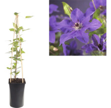 Klematis i kruka med bambustöd och närbild på lila blommor.