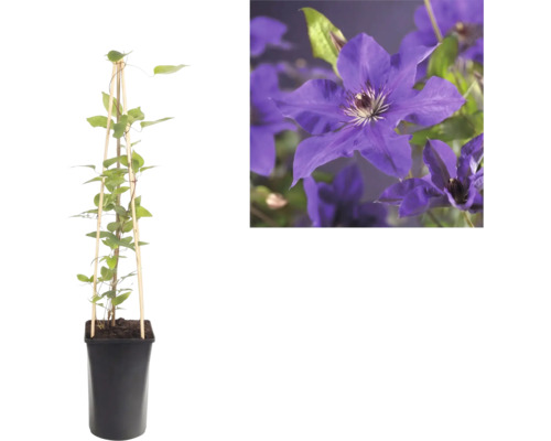 Klematis i kruka med bambustöd och närbild på lila blommor.