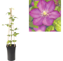 Klematis i svart kruka med spaljé av trä och närbild på en lila blomma.