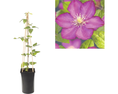 Klematis i svart kruka med spaljé av trä och närbild på en lila blomma.