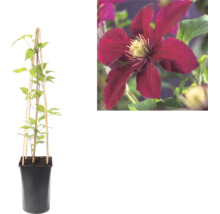 Klematis i kruka med klätterstöd av trä och närbild på en mörkröd blomma.