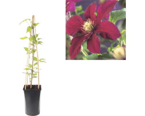 Klematis i kruka med klätterstöd av trä och närbild på en mörkröd blomma.
